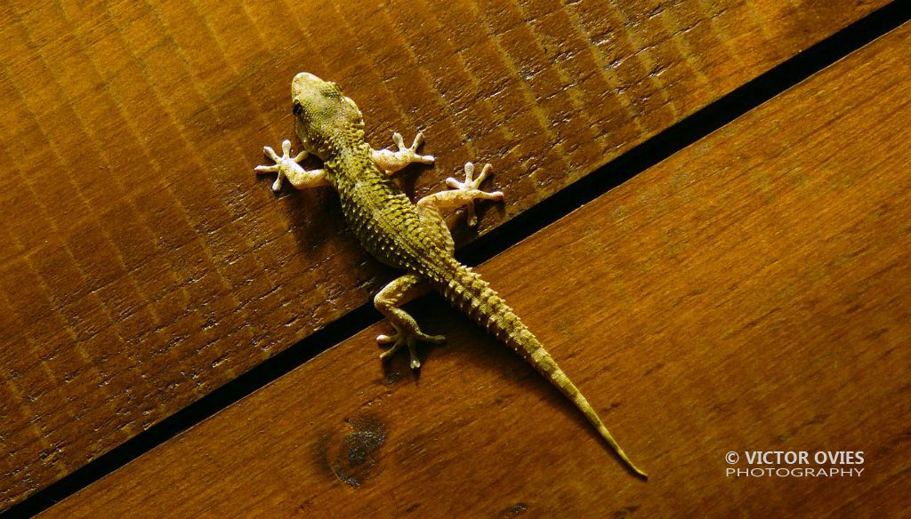 Pelenquen